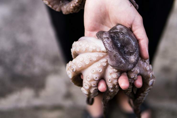 Allarme molluschi Italia dove arrivano non mangiarli
